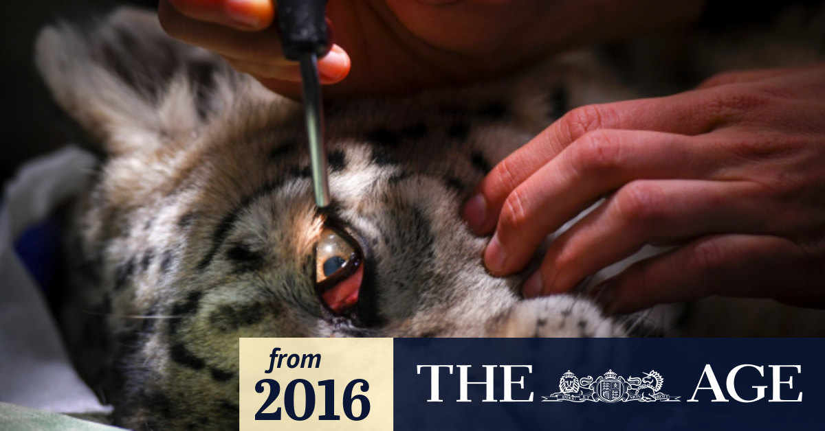 Up close and personal with Melbourne Zoo's Snow Leopard